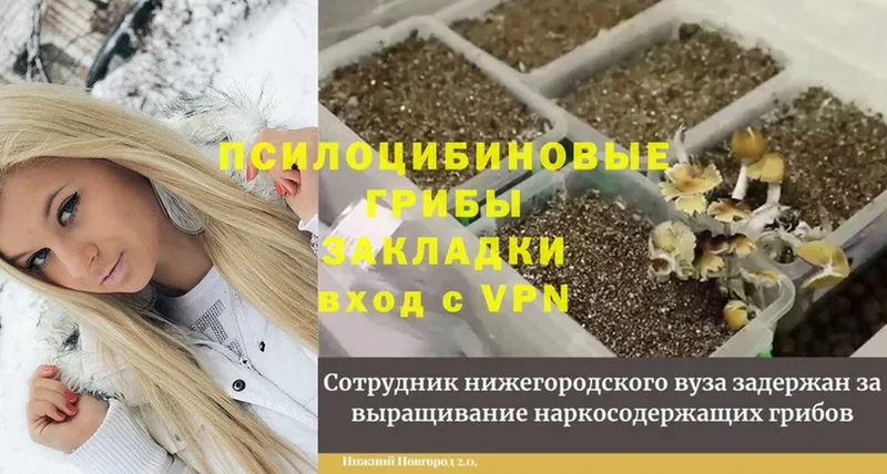 Галлюциногенные грибы Psilocybe  хочу наркоту  Ивдель 